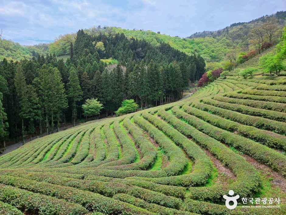 대한다원 보성녹차밭 — 보성 보성읍·녹차밭