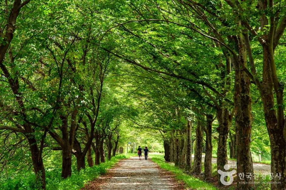 관방제림 — 담양 담양읍·죽녹원