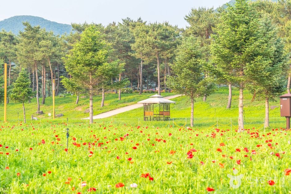 자라섬 — 가평 가평읍·남이섬·자라섬