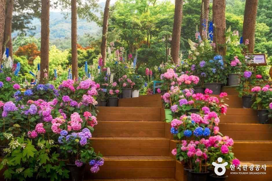 아침고요수목원 — 가평 상면·아침고요·잣향기