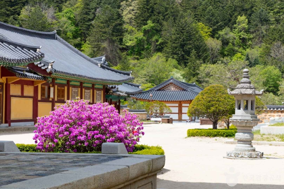 오대산 월정사 전나무숲길 — 평창 진부·오대산