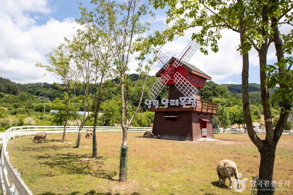양평양떼목장 — 양평 지평·청운